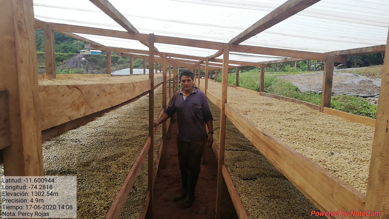 Peru Sangareni GR1 SHG, Organic