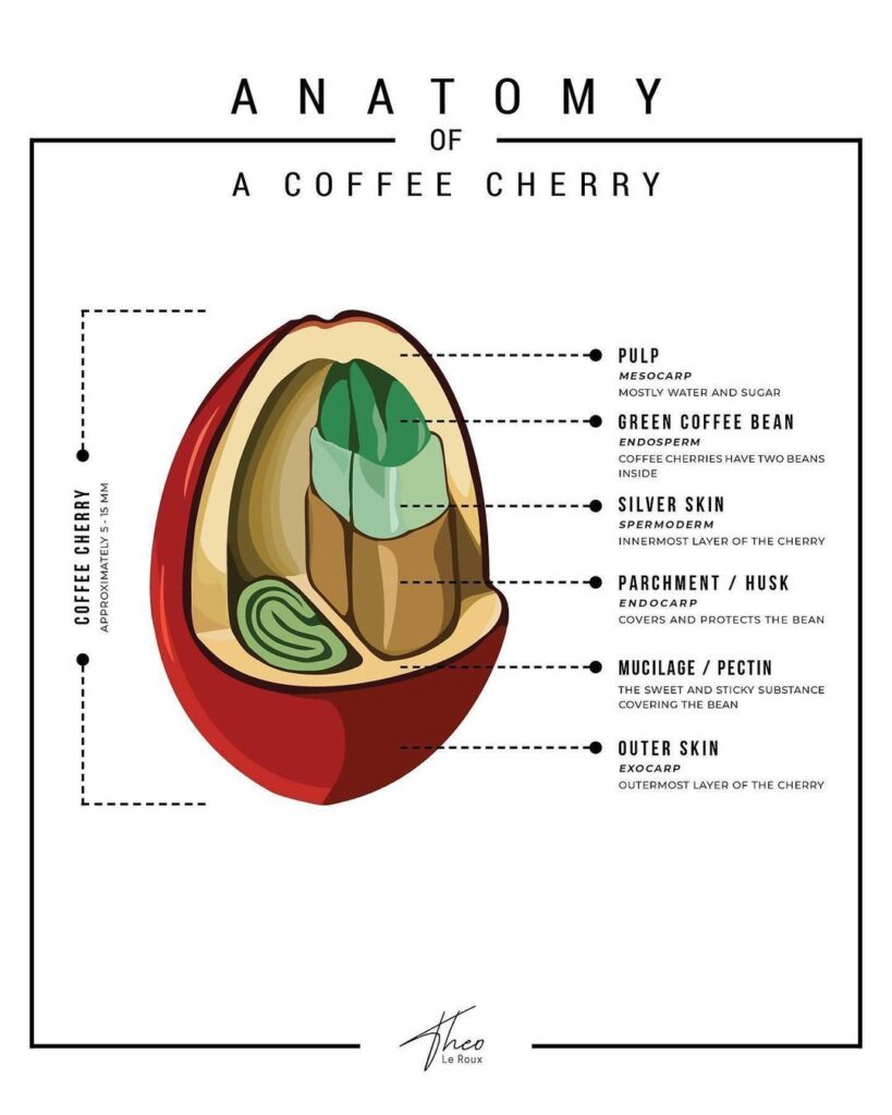 Anatomy of a Coffee Cherry